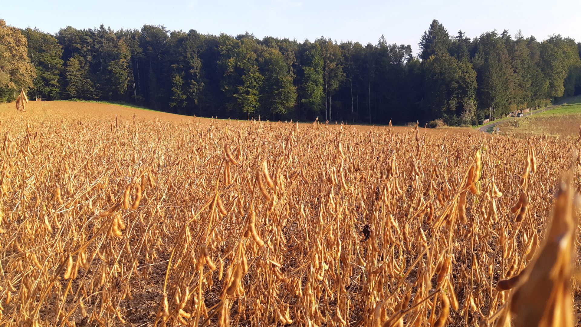 Dreschereinstellung/Ernte Sojabohne