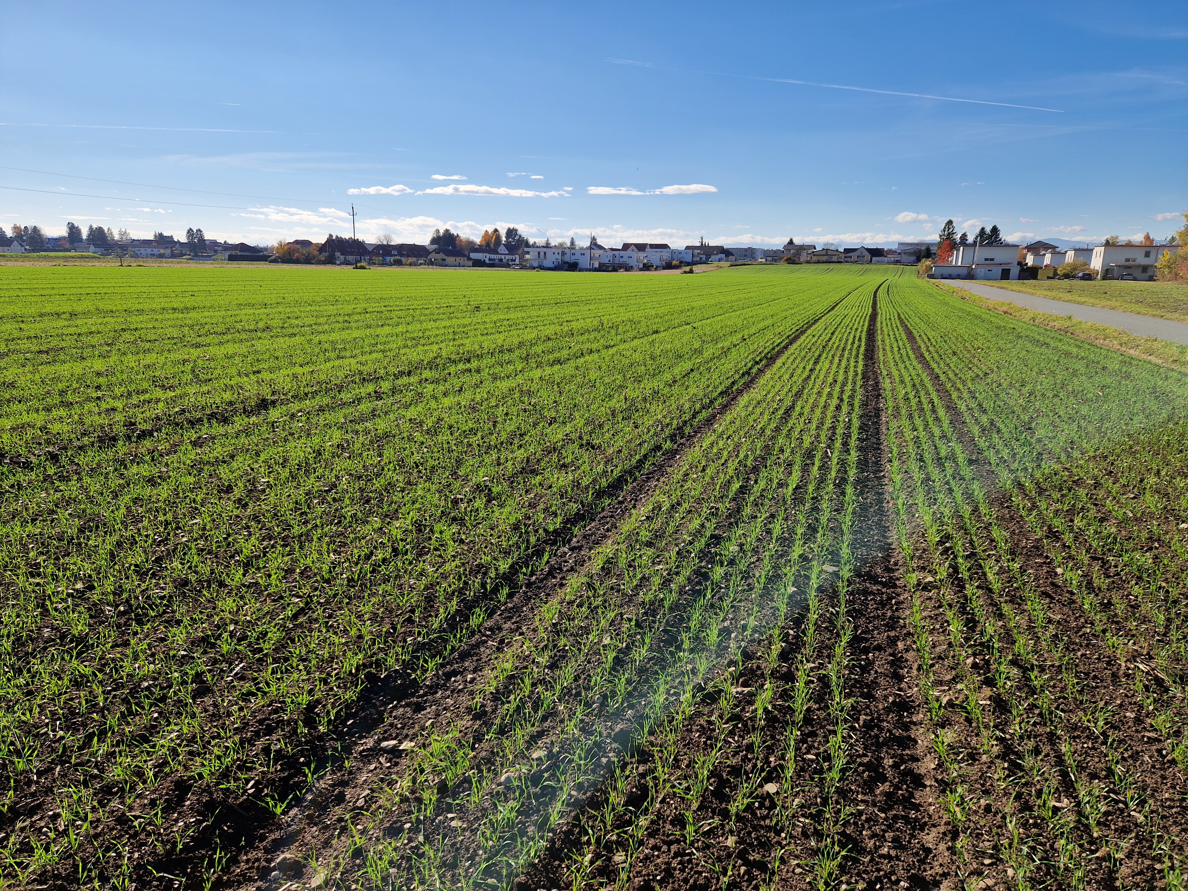 Kulturzustand und aktuelle Maßnahmen im Wintergetreide