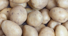 Steirersaat - Bild von Kartoffel